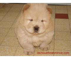 CHIOTS CHOW CHOW