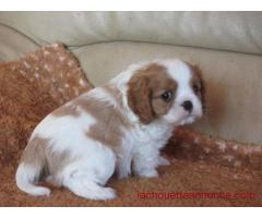 Adorables Chiots Cavaliers King Charles