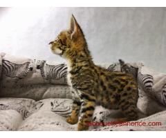 Beaux chatons Serval et F1 Savannah disponibles