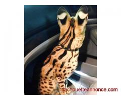 Adorable Savannah - Serval - Ocelot - Chatons Caracal à vendre