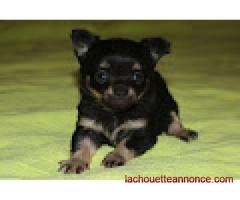 A adoptez Chiot Chihuahua Femelle
