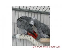 Couple Perroquets Gris du Gabon 5 mois Parleurs